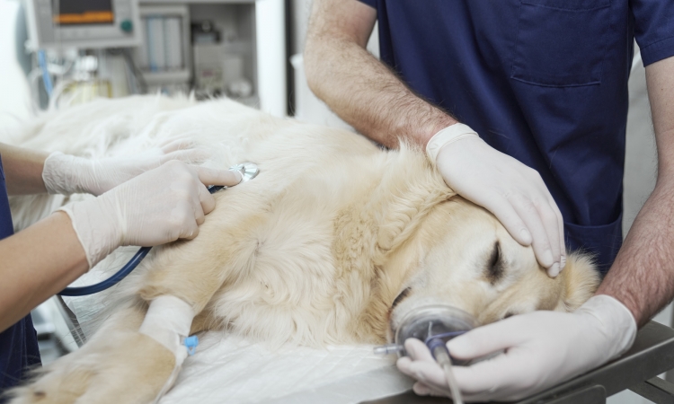 Emorragia addominale (Emoperitoneo) per rottura di milza nel cane